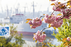 Hanami - Kirschblütenfest in Hamburg